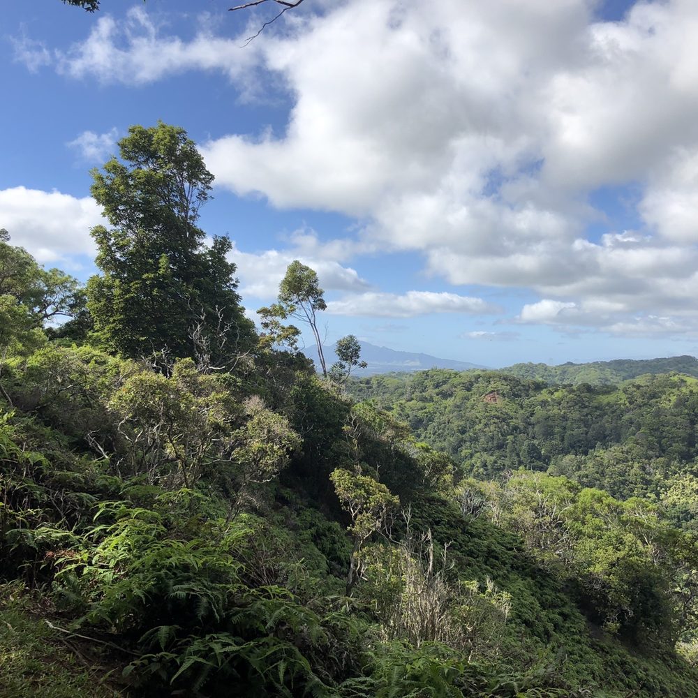 Aiea Loop Trail - Hiking Near Me - Aiea, Hawaii