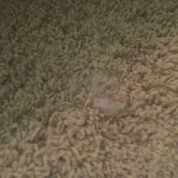 Maid Masters - Carpet had cat hair floating around - Home Cleaning Near Me Maid Masters - Carpet had cat hair floating around - Home Cleaning Near Me