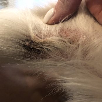 Canine Corner - Three large scabs after 1 week. - Pet Groomers Near Me - Waunakee, Wisconsin