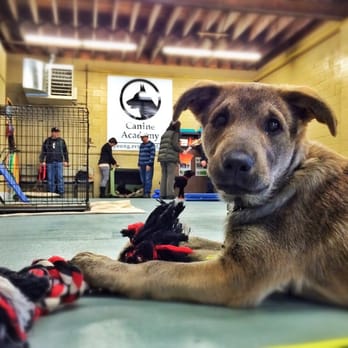 Canine Academy - Puppy socialization and exposure day! - Pet Training Near Me - North Bay, Ontario Canine Academy - Puppy socialization and exposure day! - Pet Training Near Me - North Bay, Ontario