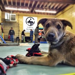 Canine Academy - Puppy socialization and exposure day!