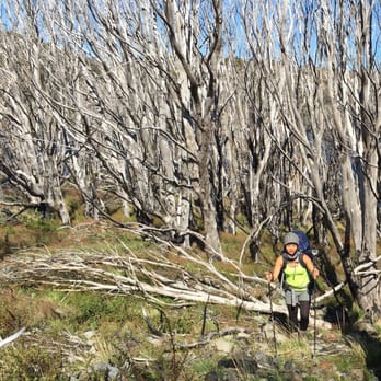 OneSeed Expeditions - Epic Patagonia-Burnt Forest - Travel Services Near Me - Denver, Colorado