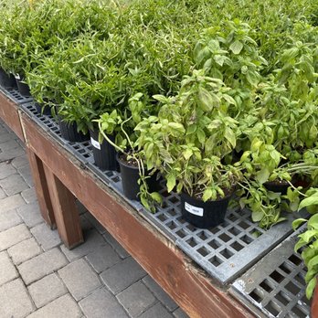 Flamingo Road Nursery - Nurseries & Gardening Near Me - Davie, Florida
