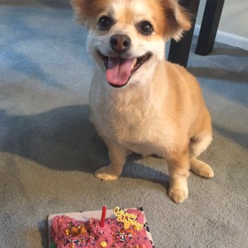 PJ's Pet Cafe - Nanu was too happy ! She loved her cake - Pet Stores Near Me - Long Beach, California PJ's Pet Cafe - Nanu was too happy ! She loved her cake - Pet Stores Near Me - Long Beach, California