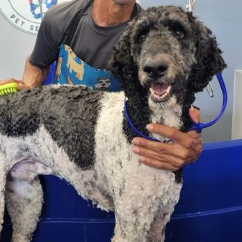 D.I.Y Pet Self Wash - Pet Stores Near Me - Reseda, California D.I.Y Pet Self Wash - Pet Stores Near Me - Reseda, California