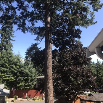 Wizard Tree Service - After - Tree Services Near Me - Kenmore, Washington