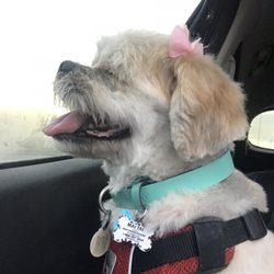 Fur Babies - she smelled AMAZING & had the cutest bows!