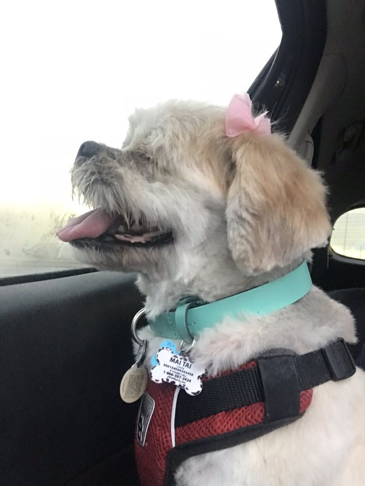 FUR BABIES Updated September 2024 456 Vodden Street E, Brampton