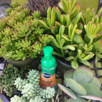 The Home Depot - A few succulents and plant food for them. - Nurseries & Gardening Near Me - Carmichael, California
