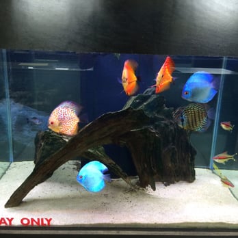 Fishy Business - Local Fish Stores Near Me - Longwood, Florida