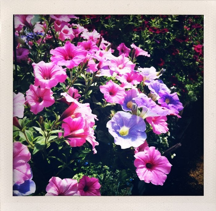 GIVING TREE GARDEN CTR Updated September 2024 15 Photos 323 W