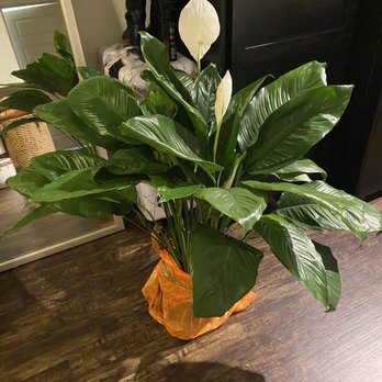 Rainbow Gardens - Peace Lily Floor Plant - Nurseries & Gardening Near Me - San Antonio, Texas Rainbow Gardens - Peace Lily Floor Plant - Nurseries & Gardening Near Me - San Antonio, Texas