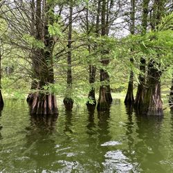 Stones River Kayak and Canoe Rental