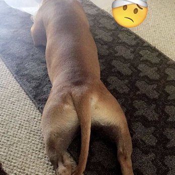 SNAP Spay Neuter Action Project - 2 years ago. He had no issues healed well and quickly. - Veterinarians Near Me SNAP Spay Neuter Action Project - 2 years ago. He had no issues healed well and quickly. - Veterinarians Near Me