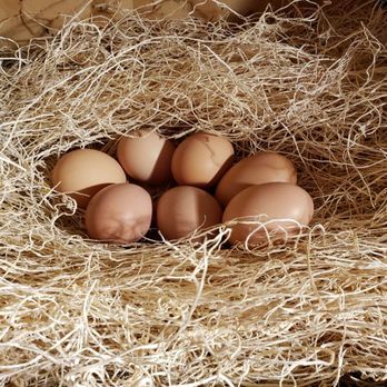 Under the Pines Farm - eggs in a nest - Farmers Market Near Me - Cheboygan, Michigan Under the Pines Farm - eggs in a nest - Farmers Market Near Me - Cheboygan, Michigan