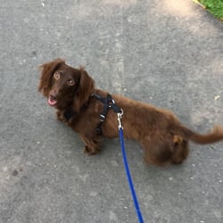 Armco Park - Hershey loves it here! Great place for dogs and they provide doggie bags just in case!