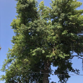 Master Tree Care - Tree Services Near Me - West Sacramento, California