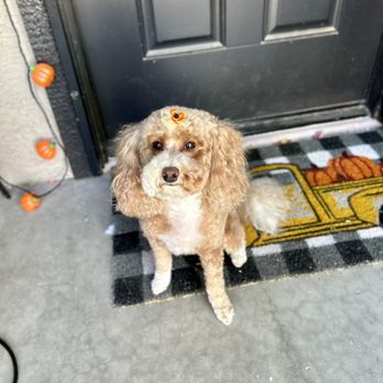 Shampooch 2 - Pet Groomers Near Me - Phoenix, Arizona