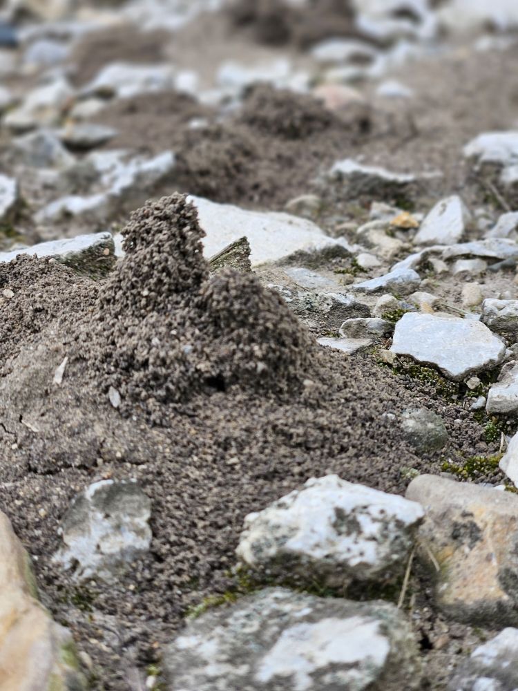 Uncled Ants - veterans service organization in Lafayette, IN