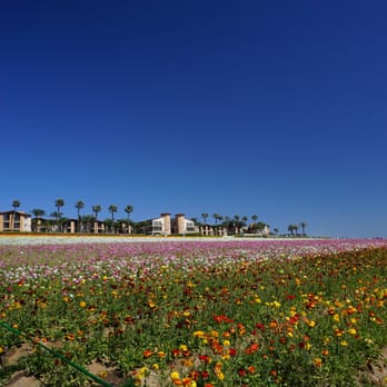 The Flower Fields - Venues & Event Spaces Near Me - Carlsbad, California The Flower Fields - Venues & Event Spaces Near Me - Carlsbad, California