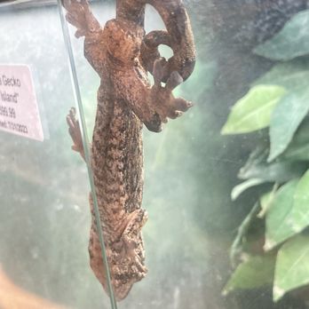 Reptile Island - Pet Stores Near Me - Stanton, California