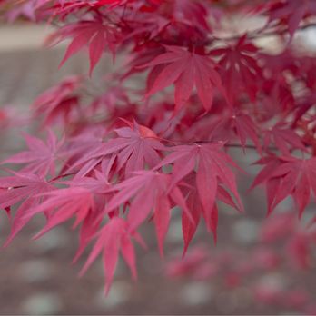 Nature's Harmony - Landscaping Near Me