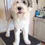 Photo of Noah's Bark Grooming Salon And Academy