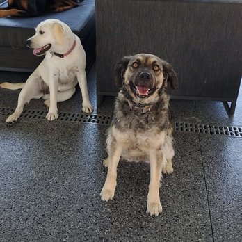 Dog Republic - Billie loves day camp! - Dog Walkers Near Me - Newport Beach, California Dog Republic - Billie loves day camp! - Dog Walkers Near Me - Newport Beach, California