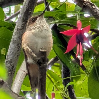 Kamp Klamath RV Park and Campground - Hummingbird and camp - Campgrounds Near Me - Klamath, California Kamp Klamath RV Park and Campground - Hummingbird and camp - Campgrounds Near Me - Klamath, California