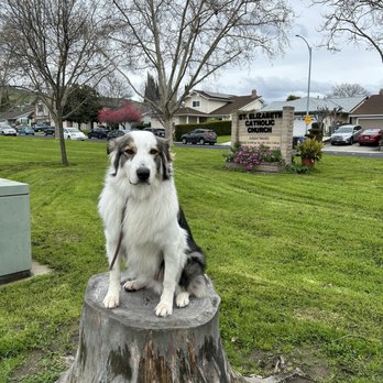 Higher Mind Canine - Pet Training Near Me Higher Mind Canine - Pet Training Near Me