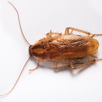 A1 Exterminators - German cockroach - Pest Control Near Me - Nashua, New Hampshire A1 Exterminators - German cockroach - Pest Control Near Me - Nashua, New Hampshire