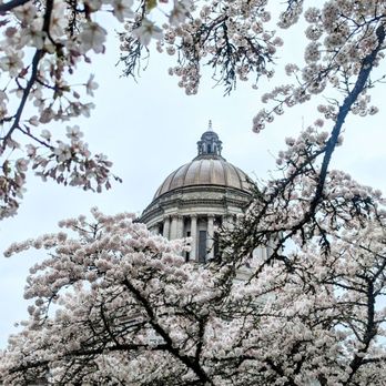 Washington State Capitol - So many blossoms - Landmarks & Historical Buildings Near Me - Olympia, Washington Washington State Capitol - So many blossoms - Landmarks & Historical Buildings Near Me - Olympia, Washington