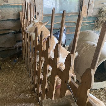 Elijah Mountain Gem Mine - Goats - Kids Activities Near Me - Hendersonville, North Carolina