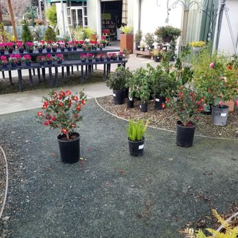 Evergreen Nursery - Planter box - Nurseries & Gardening Near Me - San Leandro, California Evergreen Nursery - Planter box - Nurseries & Gardening Near Me - San Leandro, California