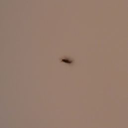 Large roach Large roach