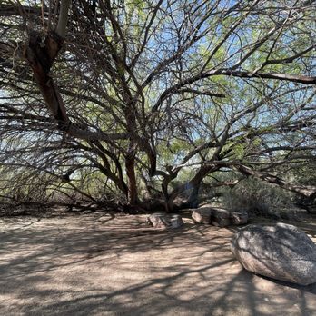 Sweetwater Wetlands - Amazing looking tree - Hiking Near Me - Tucson, Arizona Sweetwater Wetlands - Amazing looking tree - Hiking Near Me - Tucson, Arizona