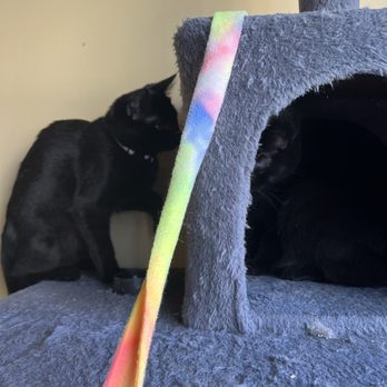 kitty korner cafe - Pet Adoption Near Me - Barre, Vermont kitty korner cafe - Pet Adoption Near Me - Barre, Vermont