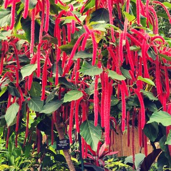 Bloedel Conservatory - Botanical Gardens Near Me - Vancouver, British Columbia