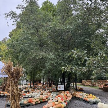 S. E. Daugherty & Sons Farm - Pumpkins - Pick Your Own Farms Near Me - Nashville, Tennessee S. E. Daugherty & Sons Farm - Pumpkins - Pick Your Own Farms Near Me - Nashville, Tennessee