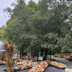 S. E. Daugherty & Sons Farm - Pumpkins
