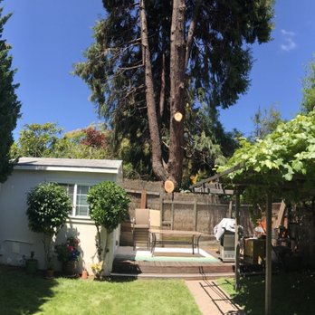 Ramces Tree Services - After work done - Tree Services Near Me