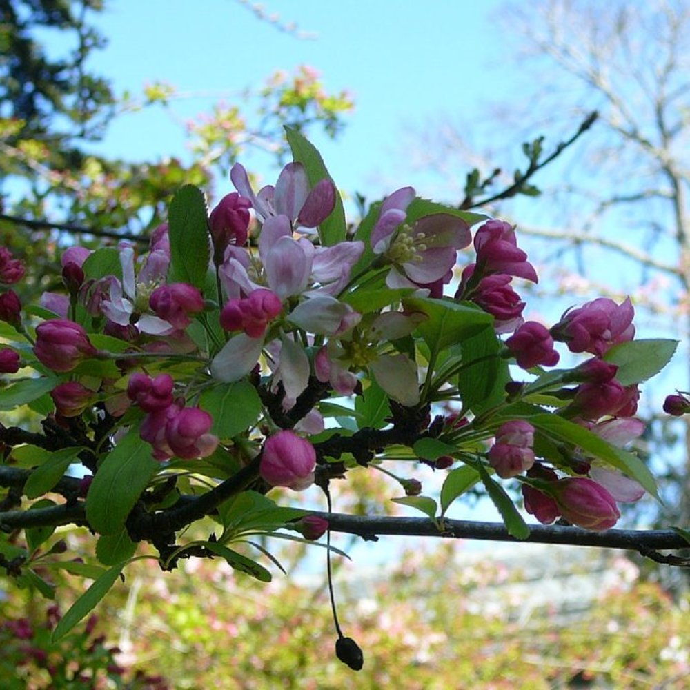 Shakespeare Garden - March 2010 - The flowers on the crab apple trees have begun to bloom. - Parks Near Me - San Francisco, California Shakespeare Garden - March 2010 - The flowers on the crab apple trees have begun to bloom. - Parks Near Me - San Francisco, California