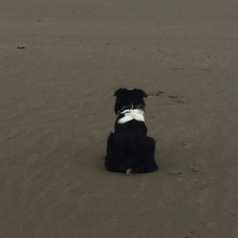 Off Leash K9 Training - Pet Training Near Me - Beaverton, Oregon