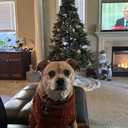 Blue Cross Pet Hospital