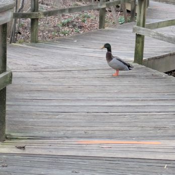 The Bog Garden - Parks Near Me - Greensboro, North Carolina