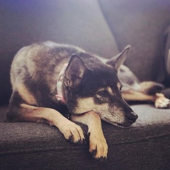 Camp Run-A-Mutt - Kona dreaming about her next visit to camp - Pet Sitting Near Me - Chula Vista, California