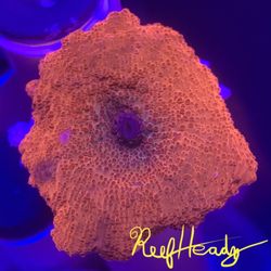 Red Discosoma mushroom coral in the Reef Headz Frag tank.