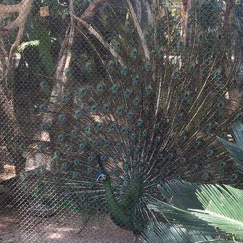 Phoenix Zoo - Zoos Near Me - Phoenix, Arizona Phoenix Zoo - Zoos Near Me - Phoenix, Arizona