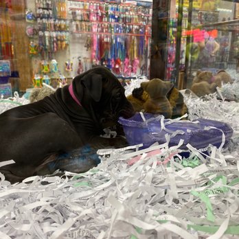 Koolau Pets Plants & Ponds - 2/19/20 Thai Ridgeback UKC Registered - Pet Stores Near Me - Kaneohe, Hawaii