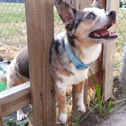 Bea B., my first dog taken to Lodi Veterinary Hospital.